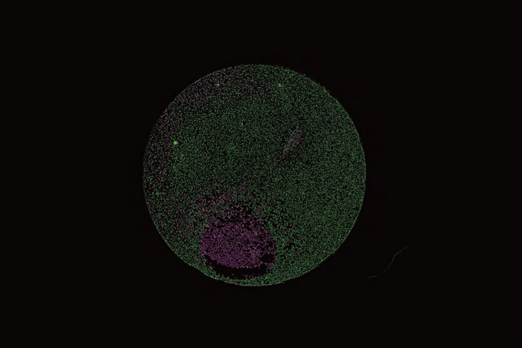 实时成像和自动化实验控制：细胞分析的未来