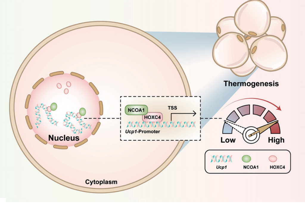 安理汇||最新文献分享 diabetes HOXC4转录因子激活脂肪产热新机制，为肥胖治疗提供全新靶点