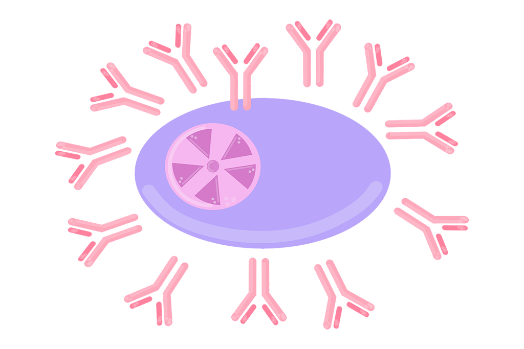 抗体药物筛选技术与高通量方法