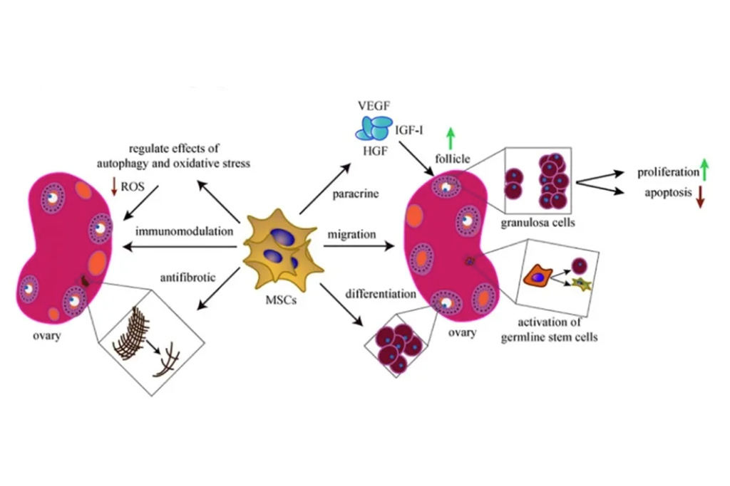 关爱女性健康︱干细胞疗法治疗女性疾病相关临床研究