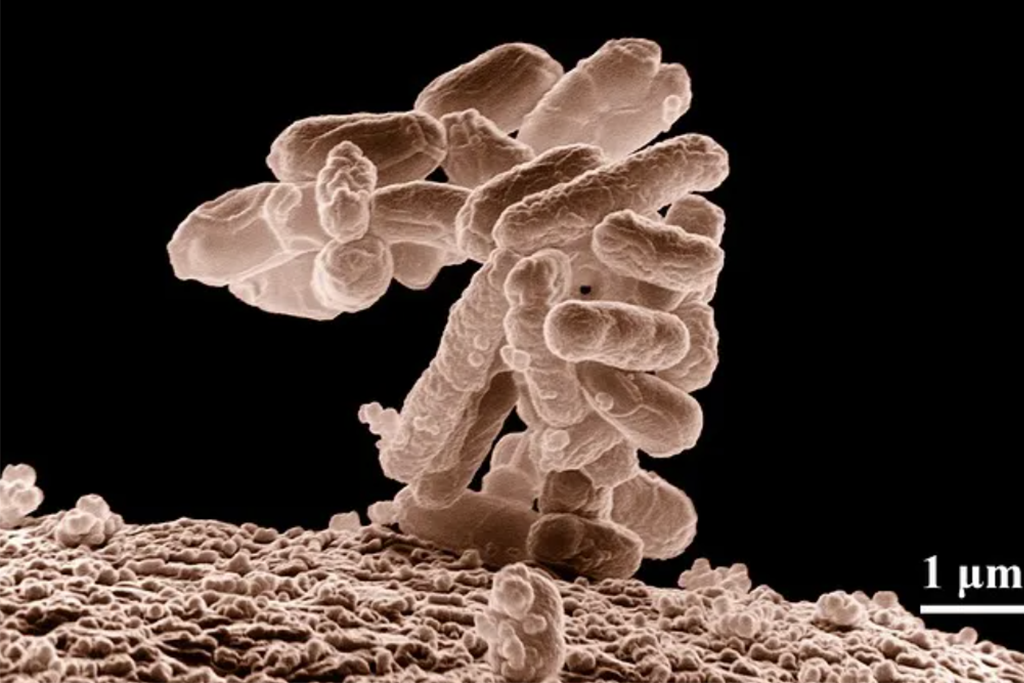 实验室“灭霸”来了！细菌看完连夜提桶跑路