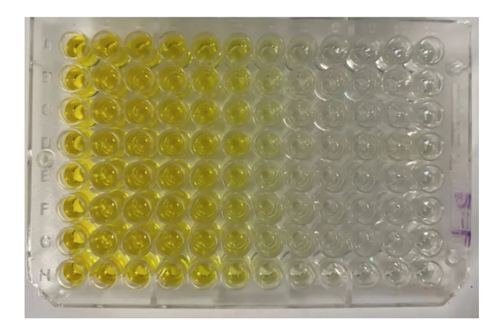ELISA 在抗体药物开发中的多场景应用