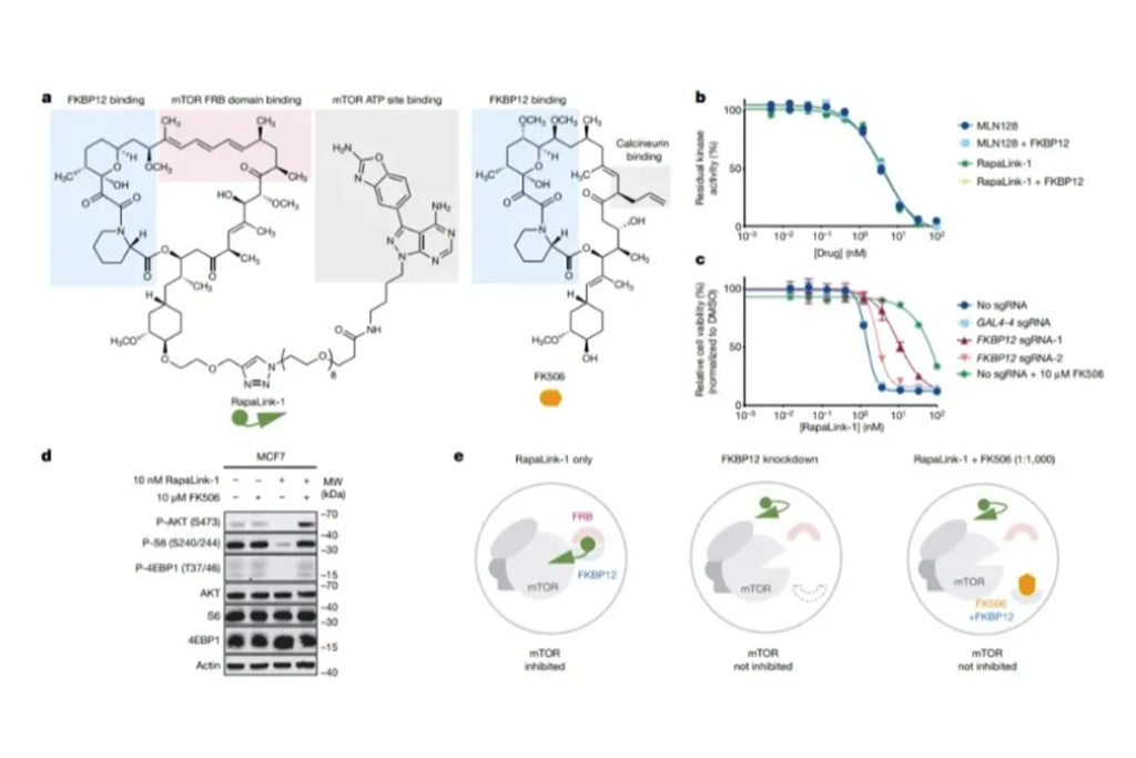 Spark多重检测技术助力二元药物联用研究