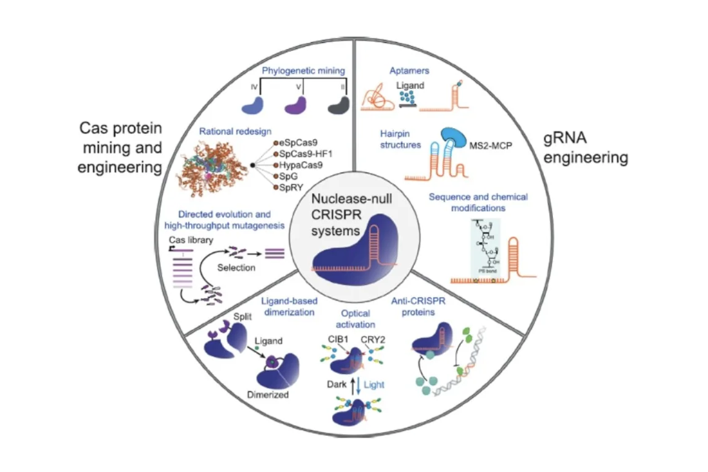 合成生物学赋能医学创新