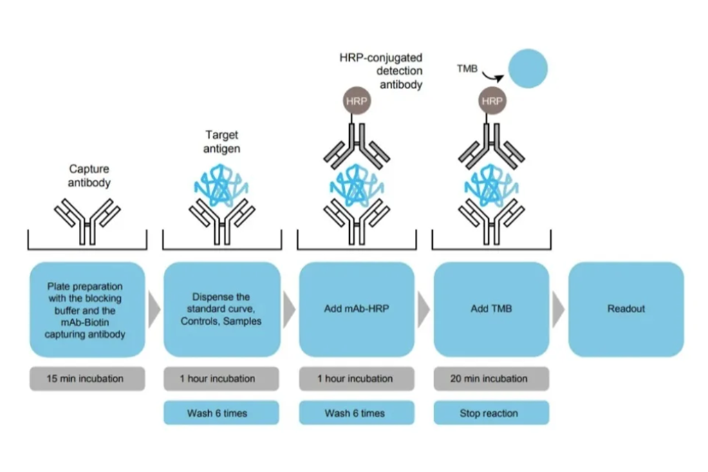 自动化 VS 手动，ELISA 工作流程大比拼！