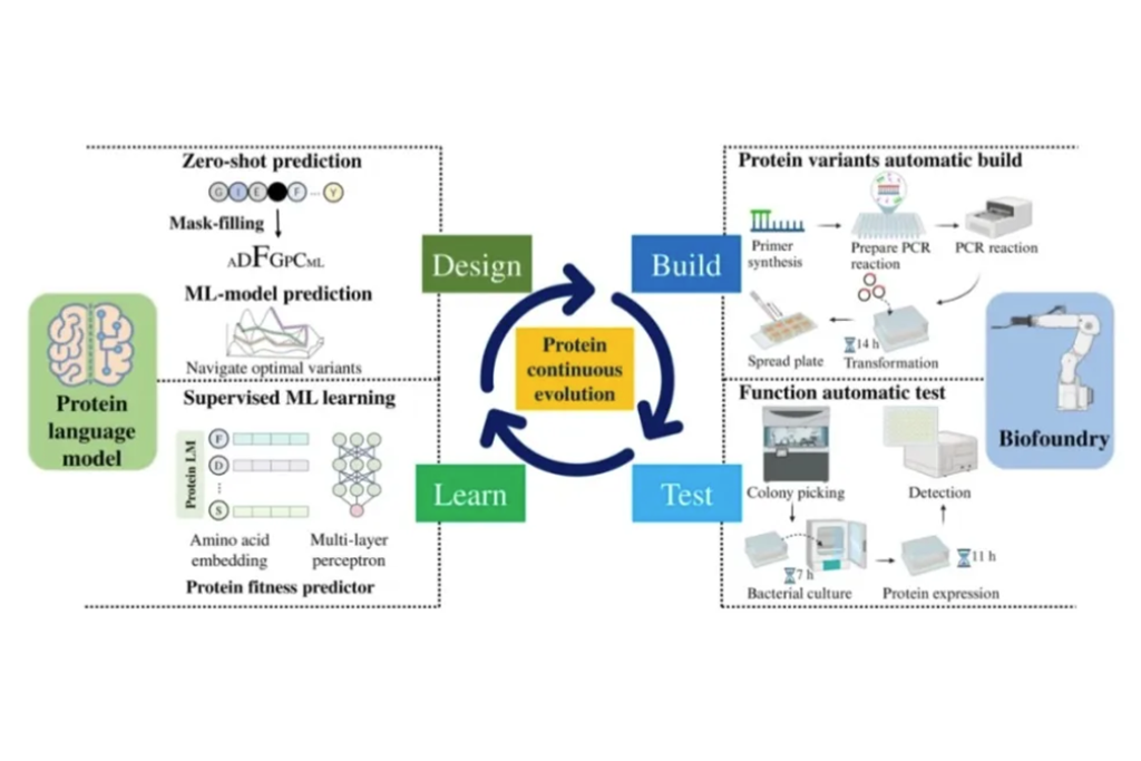 蛋白质工程新突破：AI 与自动化技术加速酶进化