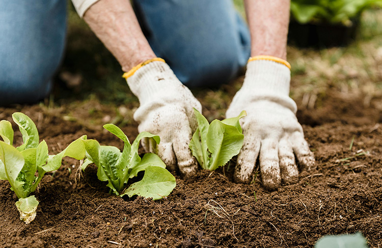 甘蓝科学施肥技术