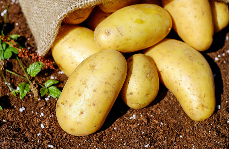 甘薯需肥规律与施肥技术