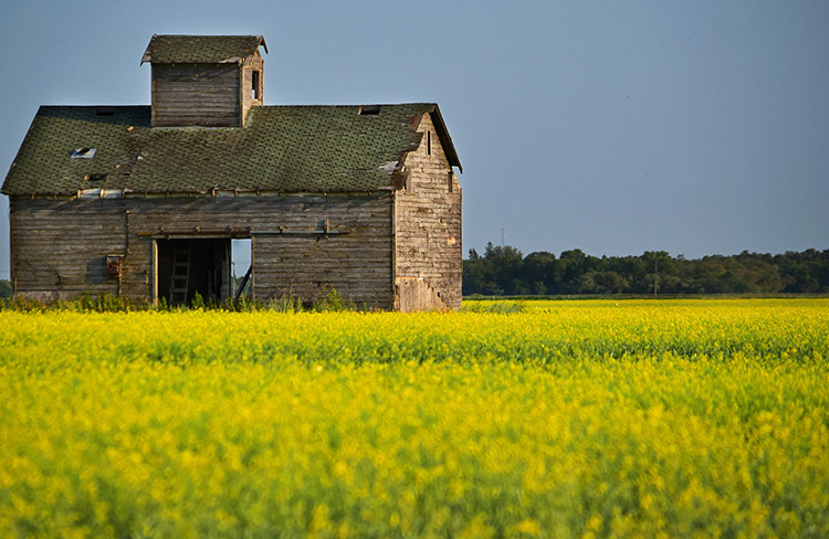油菜施肥技术要点