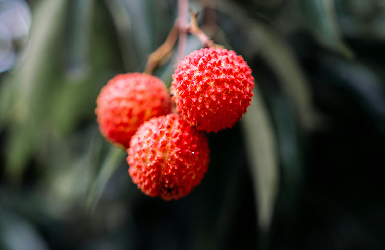 荔枝需肥规律及施肥技术