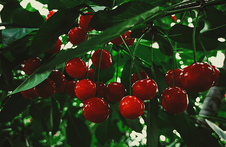 大樱桃施肥技术要点