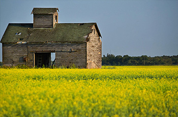 油菜施肥技术要点