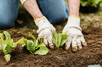 甘蓝科学施肥技术