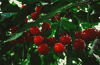 大樱桃施肥技术要点