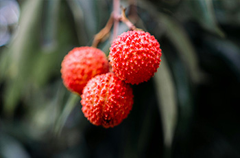 荔枝需肥规律及施肥技术