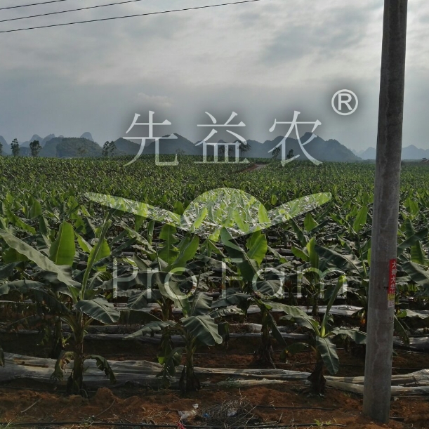 香蕉种植管理技术