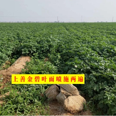 促根促苗解药害!上善金碧全搞定!(上)