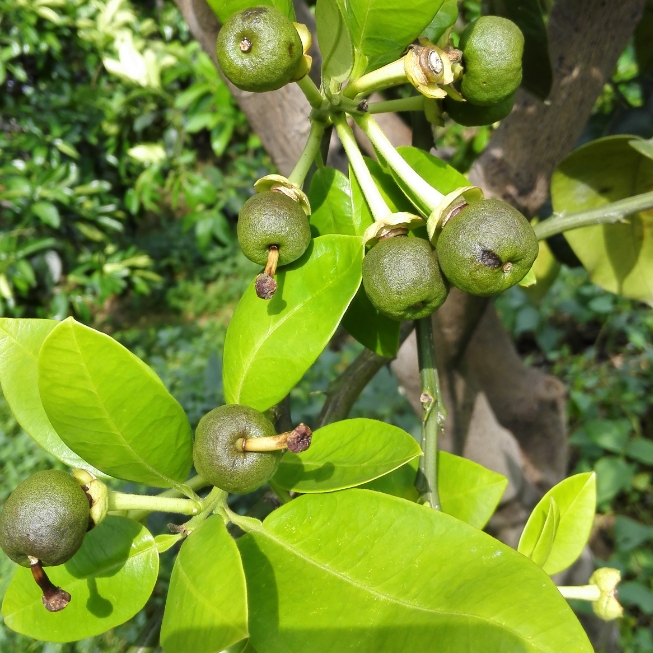 蜜柚种植管理示范