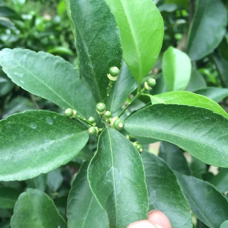 柑橘保花保果,用采收忙就对了!