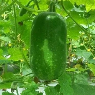 微信截图_20250115150150