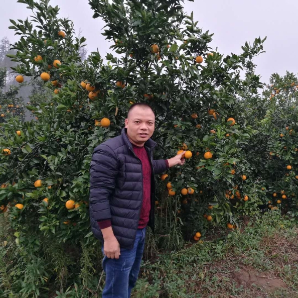 亚洲果业5万亩柑桔如何再创新高?