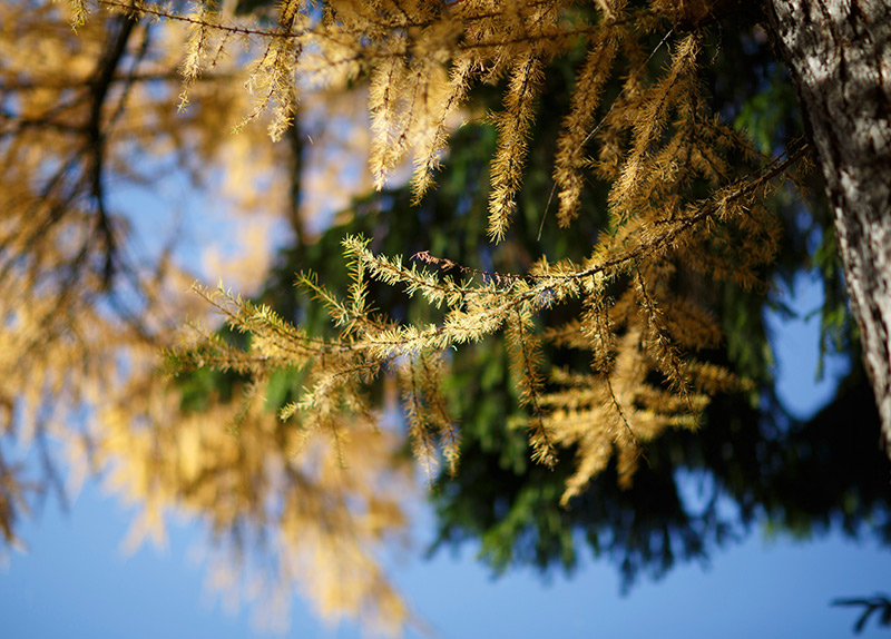 【专业知识】EPAL托盘材料树种介绍—落叶松木