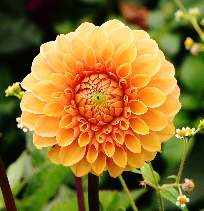 优秀鲜花摄影作品欣赏