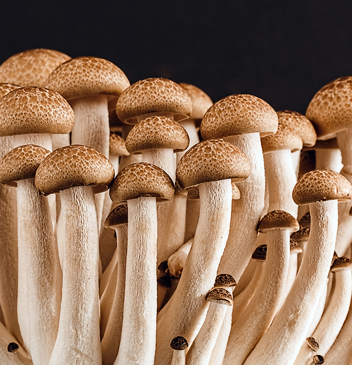 优秀蔬菜摄影作品欣赏