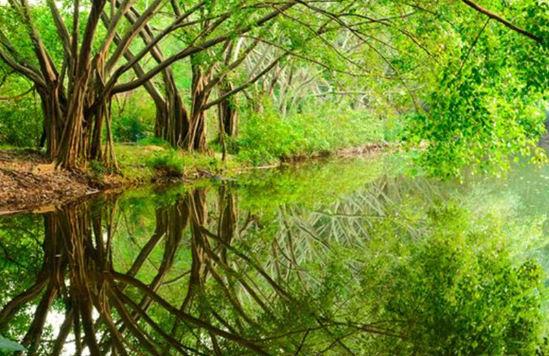 LYT 2603-2016 中国森林认证 生产经营性珍稀濒危植物经营审核导则
