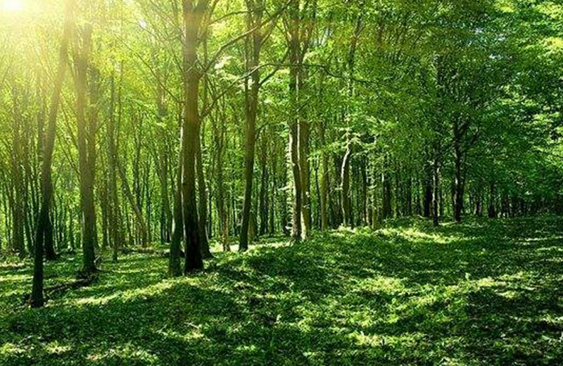 LYT 2602-2016 中国森林认证 生产经营性珍稀濒危植物经营