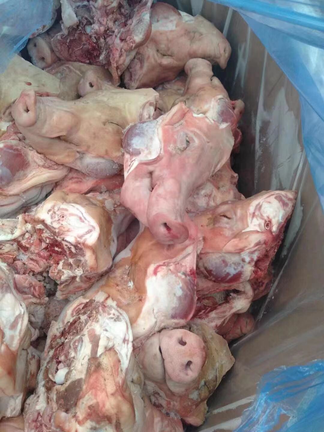 进口猪头 西班牙7957猪头 冷冻猪头