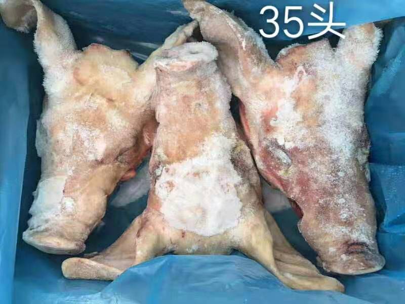 进口猪头美国35厂猪头冷冻猪头